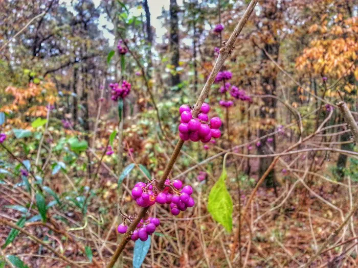 Camp T.L. James Picture 2