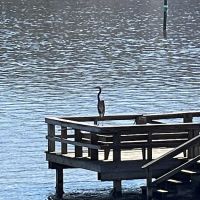 The Lucky Duck Fishing Camp ico