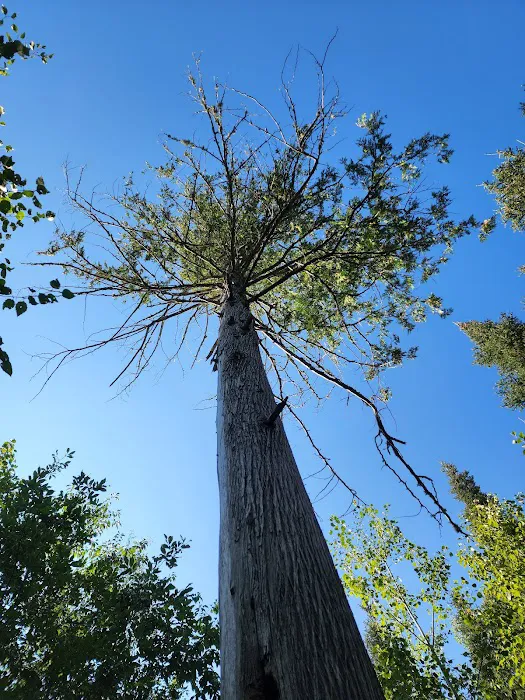 BWCA Campsite #468 Picture 7