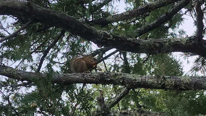 BWCA Campsite #468 Picture 1