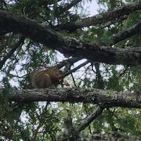 BWCA Campsite #468 ico