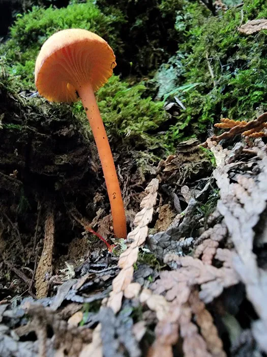 BWCA Campsite #400 Picture 3