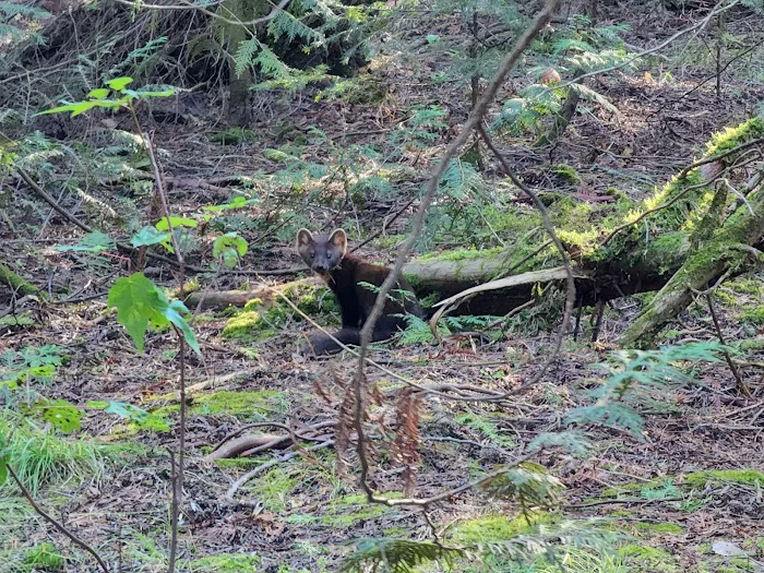BWCA Campsite #400 Picture 7