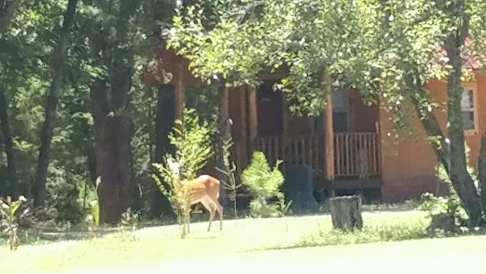 Custom Cabin Rental Picture 4