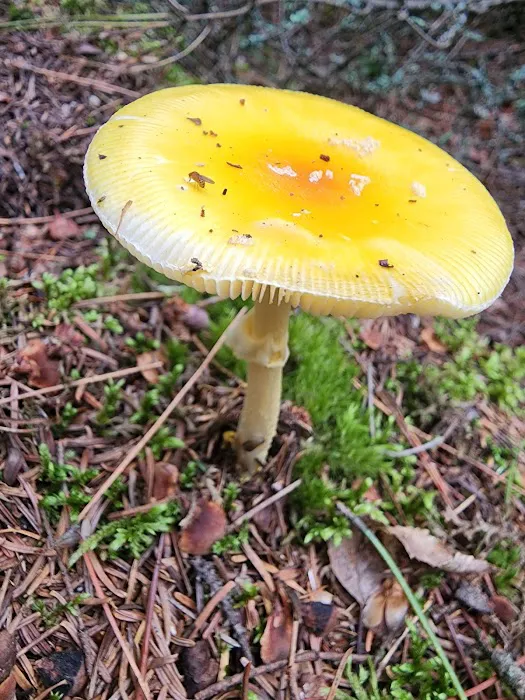 BWCA Campsite #366 Picture 1