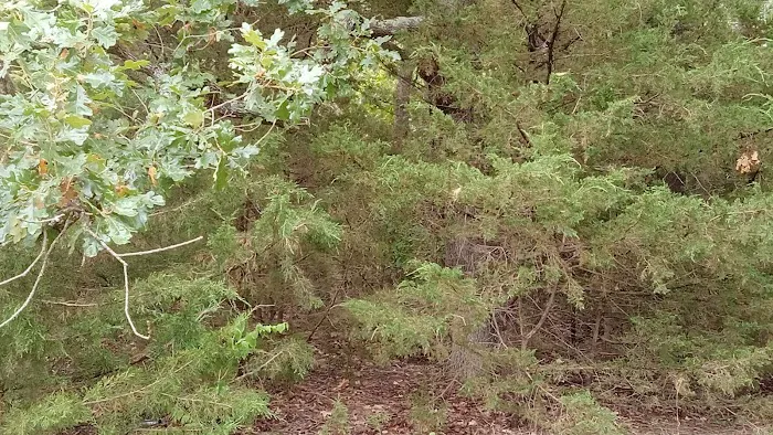 Manns Cove Campground Picture 2