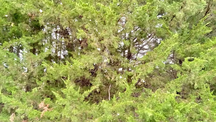 Manns Cove Campground Picture 6