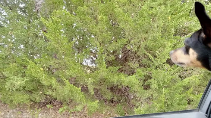Manns Cove Campground Picture 9