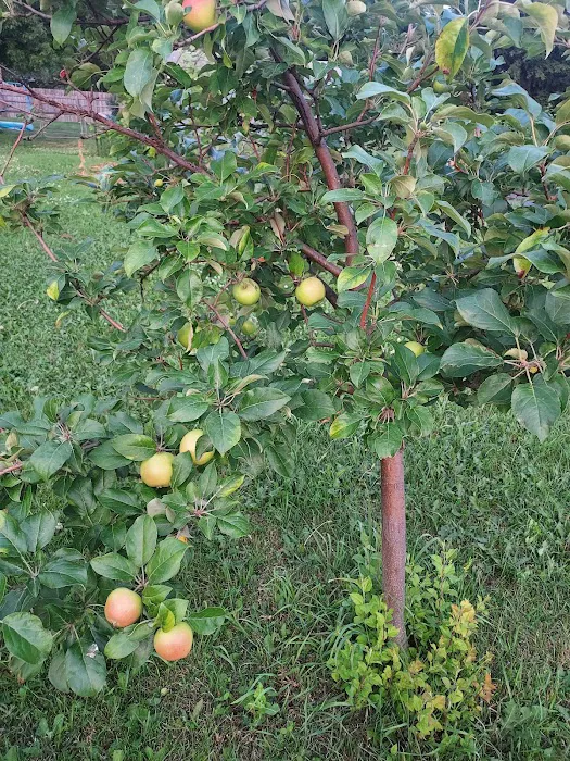 Cooperstown City Park Camp Ground Picture 8