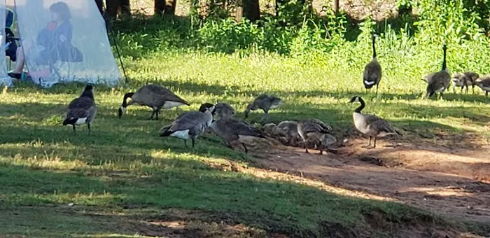 Hog Creek Campground Picture 3