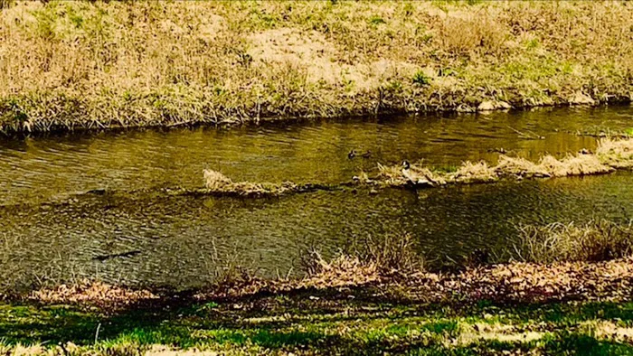 Chautauqua Park Campground Picture 3