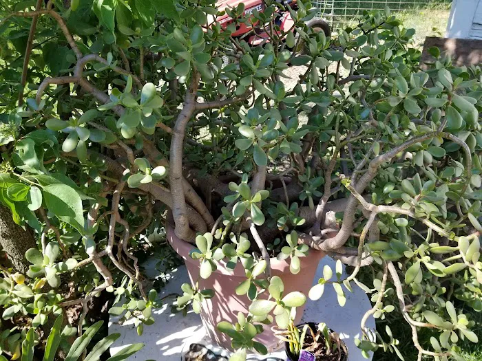 Riverside Park Campground Picture 9