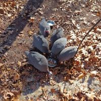 Redtail Campground ico