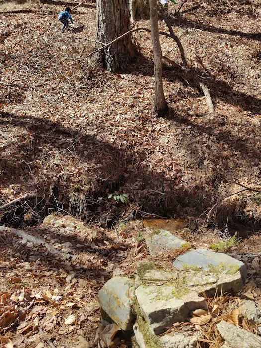 Boles Field Campground - Sabine National Forest Picture 6