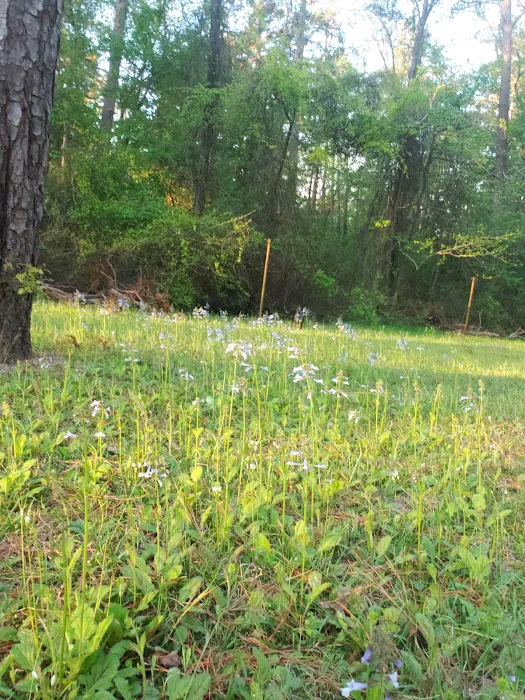 Boles Field Campground - Sabine National Forest Picture 7