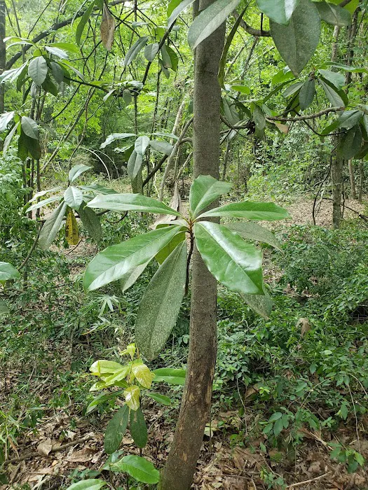 Wagner Springs Picture 3