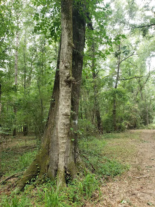 Wagner Springs Picture 2