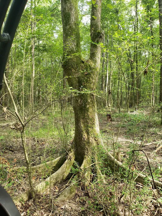 Wagner Springs Picture 4