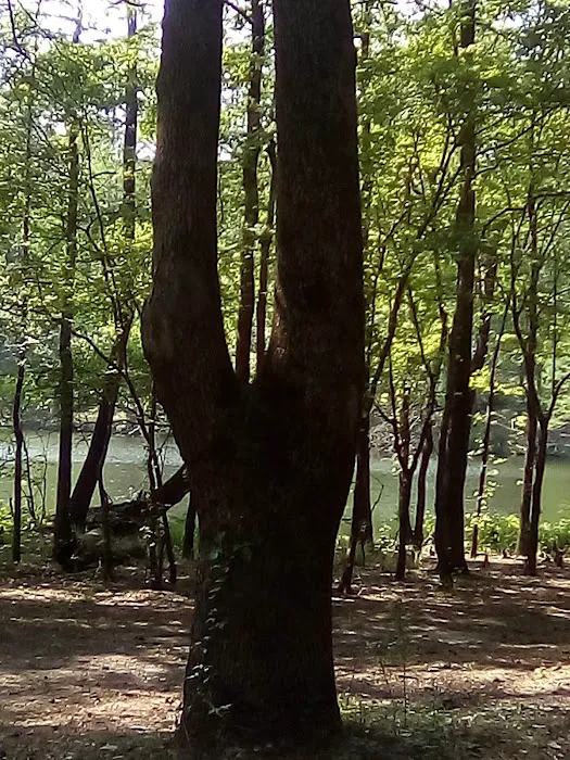 Bouton Lake Campground - Angelina National Forest Picture 2
