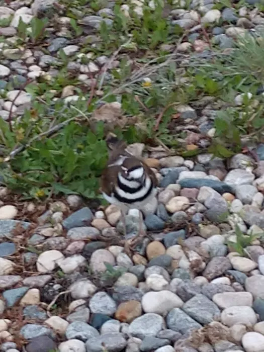 Northern Lakeview Campground Picture 7