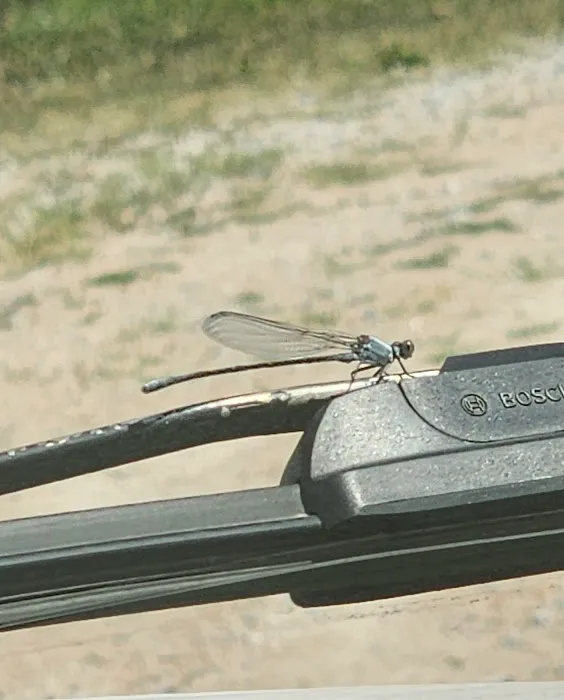 Rockford SRA Swimming Beach Picture 5