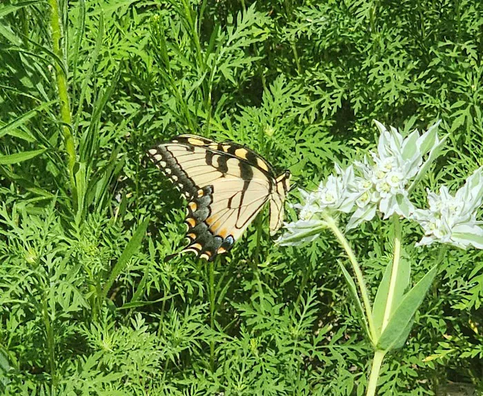 Rockford SRA Swimming Beach Picture 9
