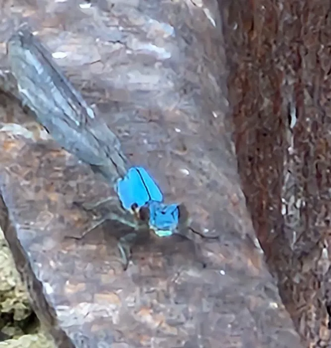 Rockford SRA Swimming Beach Picture 10
