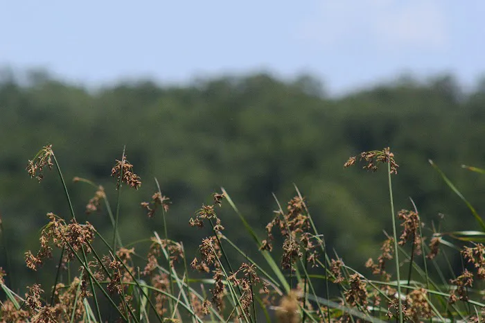 Lake Murray State Park - Rock Tower Campground Picture 1