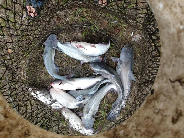 Yellow Dog Boat Launch Picture 7