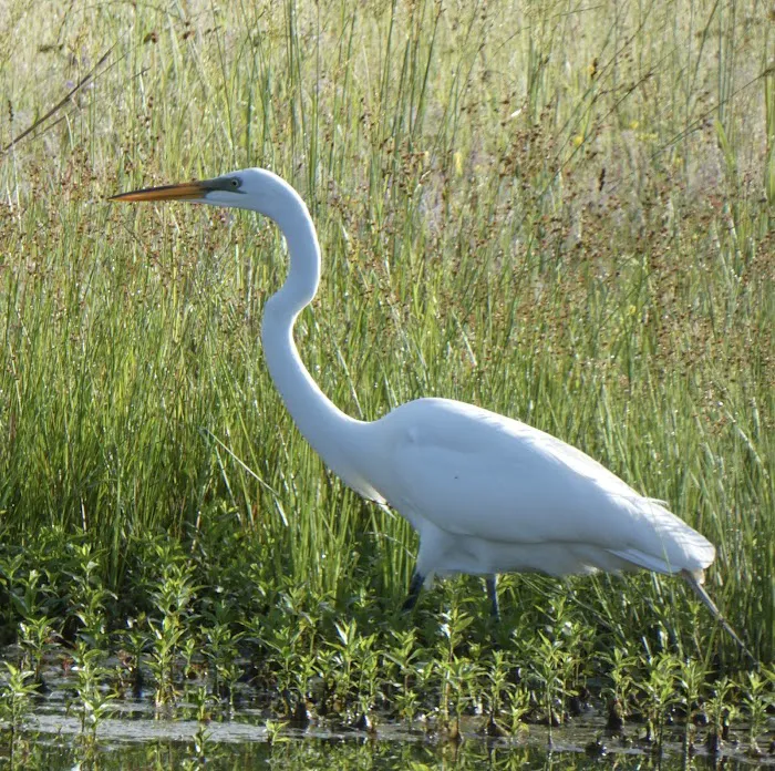 Trailerhood At Sumrall Farm Picture 10