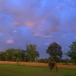 Trailerhood At Sumrall Farm