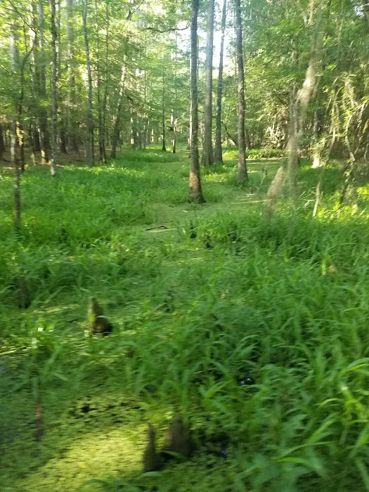 Martin Dies, Jr. Campground Picture 5