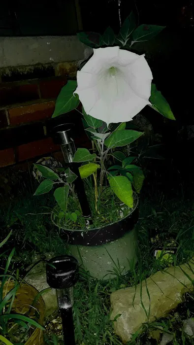 CENTRAL GROUP CAMP (OK) CHICKASAW NRA (npsrecgov) Picture 1