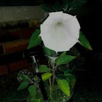 CENTRAL GROUP CAMP (OK) CHICKASAW NRA (npsrecgov) ico