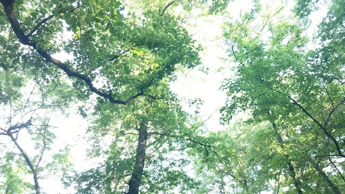 Cold Springs Campground Picture 10