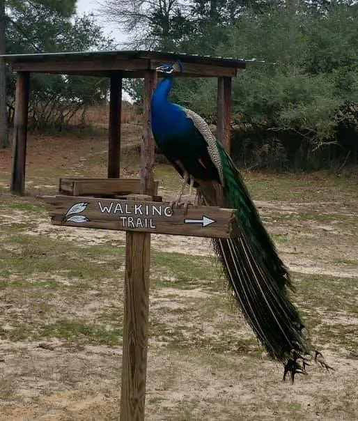 Camp Tonkawa Springs RV Park and Campground Picture 6
