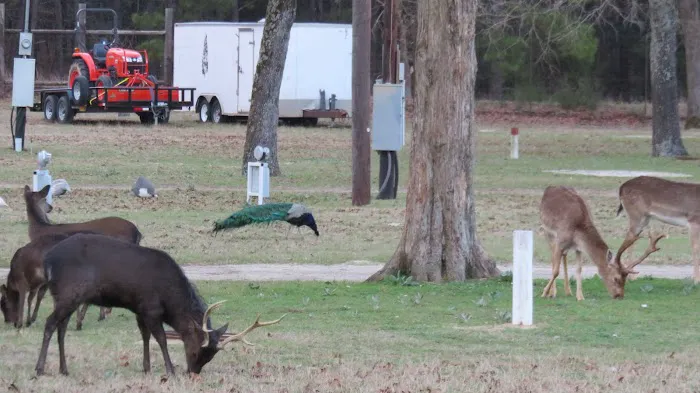 Camp Tonkawa Springs RV Park and Campground Picture 3