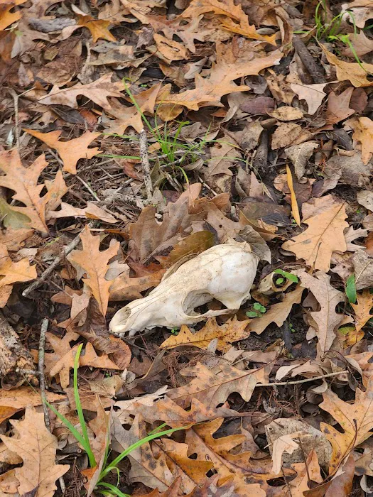 Loggy bayou camp ground Picture 3