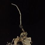 Turkey Creek Trail Campground