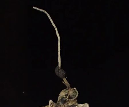 Turkey Creek Trail Campground