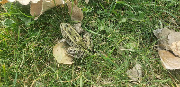 Pelican Point Campground Picture 8