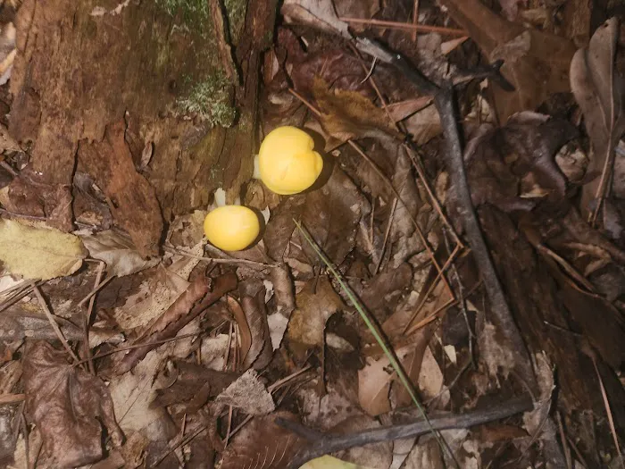 Holly Bluff Campground Picture 3