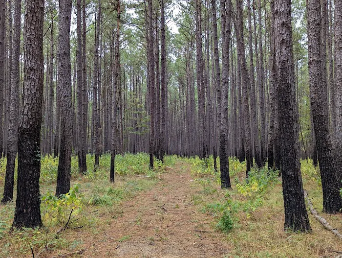 Holly Bluff Campground Picture 8