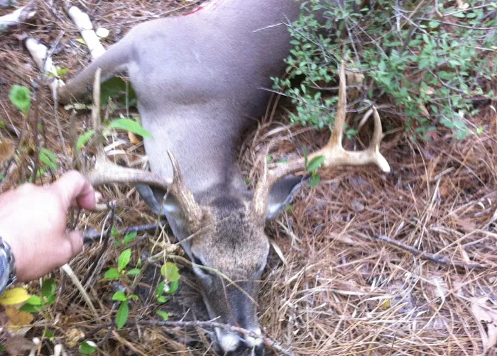 Alabama Creek Wildlife Management Area Public Camping Picture 1