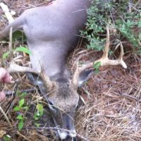 Alabama Creek Wildlife Management Area Public Camping ico
