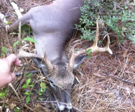 Alabama Creek Wildlife Management Area Public Camping