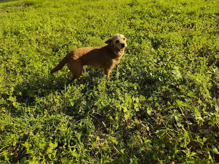 La Finca Camp Picture 6