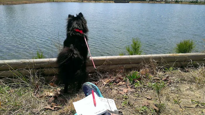 Thomson Lake Recreation Park Picture 4