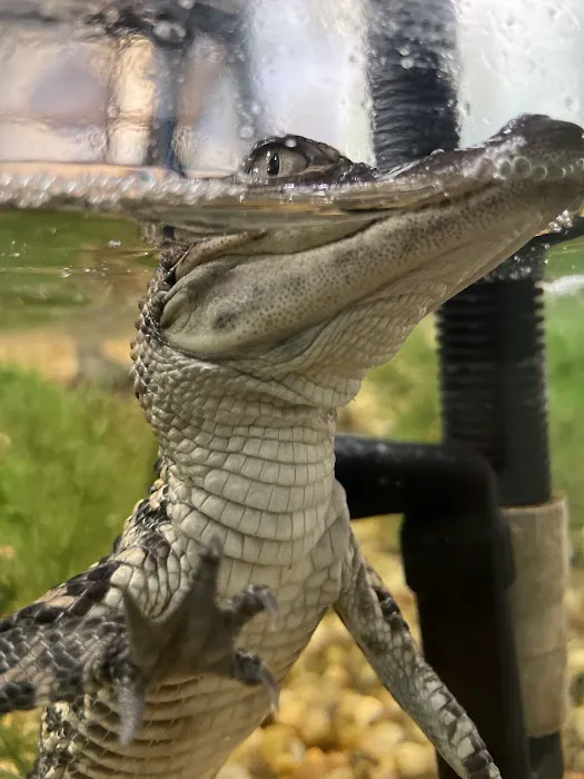 Pin Oak Loop Campground Picture 5