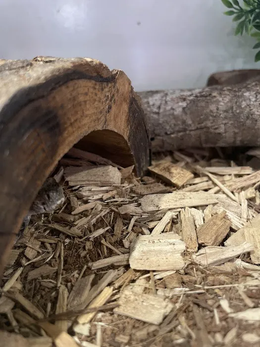 Pin Oak Loop Campground Picture 2